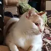 kathirossman - @kathirossman - TikTok