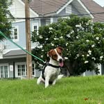Kathi Jack Russell terrier🐾 - @kathi_mhaduee - Instagram