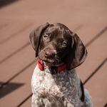 Kathi Russell - @gsp_birdie - Instagram