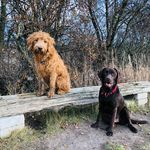 Kathi Schmitt - @one_and_a_half_labrador - Instagram