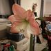 Kathie Fields - Facebook