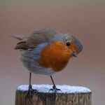 Kathie Richards - @kathierich1953 - Instagram