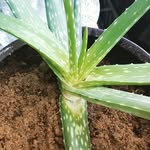 Katie Stuart - @firsttimegarden - Instagram
