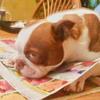🐾 Boston Mama 🐾 - @kathleenblythe - TikTok
