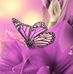 Kathleen Bronson - Facebook