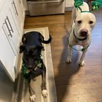 Kathleen Brush - @guinness_and_finn - Instagram