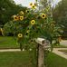 Kathleen Bloom Dotson - Facebook