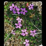 Kathleen McCutchen Dotson - @kathleenj69 - Instagram