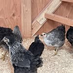 Kathleen Drew - @chickenlover2333 - Instagram