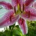 Kathleen Guild - Facebook