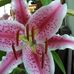 Kathleen Guild - Facebook