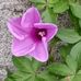 Kathleen Hamill - Facebook