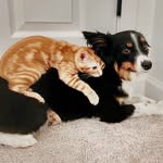 Kathleen Hisel - @our_disney_pets - Instagram
