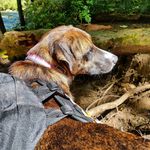Kathleen McDade - @tails.trees.trails - Instagram