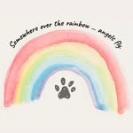 Kathleen Roach Sabet - @beachcorgis - Instagram