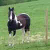 kathleensaxtonwam - @kathleensaxtonwam - TikTok