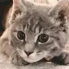 Kathleen Stephan - @kathleen.stephan87 - TikTok