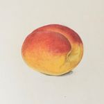 Kathy Abbott - @kathyabbottbotanicaldrawing - Instagram