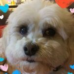 Kathy Parker Ballinger - @4utvols - Instagram
