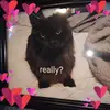 Katt - @kathrynbeed - TikTok