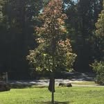 Kathy Cates Karlson - @pearls669 - Instagram