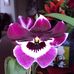Kathryn Dibble - Facebook