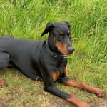 Kathryn Durrant - @dobietime - Instagram