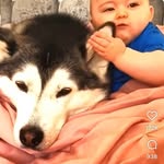 Kathy & Gary Yncera - @dogfriendlysupplies - Instagram