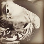Kathy Greiner - @raezeroprecise - Instagram