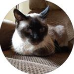 Kathryn Malm - @coopurr_mama - Instagram