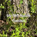 Kathryn Ring - @my_nw_native_garden - Instagram
