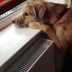 Kathryn Bear Sharp - @kathryn.sharp.39142 - Instagram