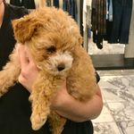 Kathryn straub - @realdogs_of_nordstrom - Instagram