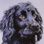 Kathryn Wright - @pets_by_kat - Instagram