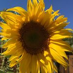 Kathy Abrams - @stitchykathy - Instagram