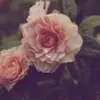 kathy - @kathy_antonio - TikTok
