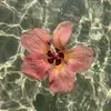 🌊🥥Kathy🌺🐚 - @kathyantonio31 - TikTok