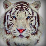 Kathy Antus - @nanaangels9 - Instagram