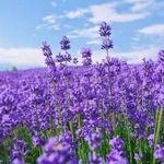 Kathy Tallent Apperson - @kathytallentapperson - Instagram