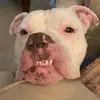 Kathy Ashcraft - @doggonecrazii - TikTok
