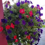Kathy Barlow - @kathy.barlow.37 - Instagram