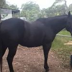 Kathy Ford-Batchelor - @stormbird31 - Instagram