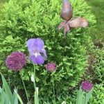 Kathy Berger - @archer__guppy - Instagram