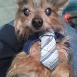 Biomagnetismo para mascotas y sus dueños - @kathybiomagnetista - Instagram