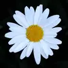 Kathy Bolen Collins - @kathyc0658 - TikTok