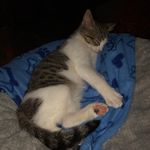 Kathy Buss - @siamese8008 - Instagram