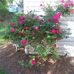 Kathy Byrum - Facebook