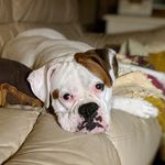 Kathy Cardinal - @bella_the_boxer26 - Instagram