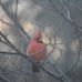 Kathy Cardinal - Facebook