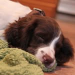 Kathy Cleary - @thefabulousmisspootlepaws - Instagram
